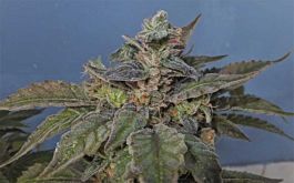 Gage Green Seeds Leia OG Regular