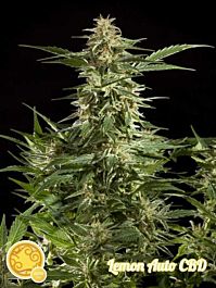 Philoshoper Lemon Auto CBD Feminized