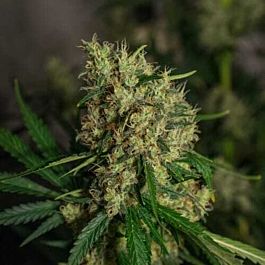 Green Label Lemon Bud Feminized