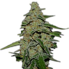 Heavyweight Seeds Lemon Cake Feminized