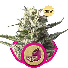 Royal Queen Seeds Lemon Shining Silver Haze Feminized