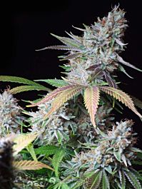 LaPlata Labs Seeds Lemon Alien Regular