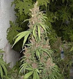 Apothecary Genetics Lemon Nigerian Regular