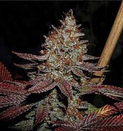Apothecary Genetics Lemon Mango OG Regular