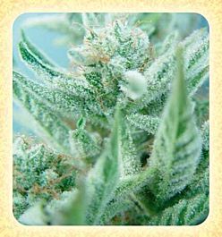 De Sjamaan Seeds Lemon Regular