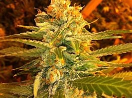 Lowlife Seeds Automatic Lemon Skunk Feminized