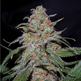 DNA Genetics Lemon Skunk Feminized