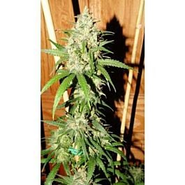 Bodhi Seeds Lemon Zinger Regular