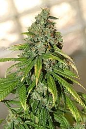 Lowlife Seeds Lemonade Feminized