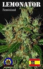 Next Generation Lemonator Feminized