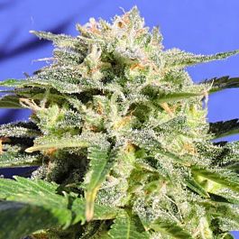 Original Sensible Seeds Lemonberry Haze Auto Feminized