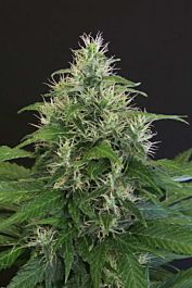 Exotic Seed Lemon Candy Feminized