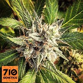 710 Lemonheads Feminized
