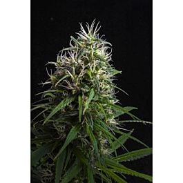 Lineage Genetics Lemon Heaven Feminized