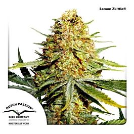Dutch Passion Lemon Zkittle Feminized Seeds 