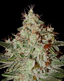 Green House Company Lemon Skunk Feminised
