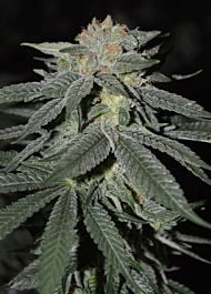 Cream Of the Crop Seeds Lemon Venom Feminized