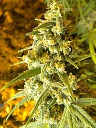 Gage Green Seeds Lemon Stomper Regular