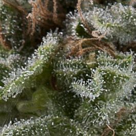 Pyramid Seeds Auto Lennon Feminized