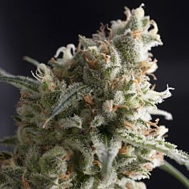 Pyramid Seeds Lennon Feminized