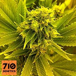 710 Leonarda Feminized