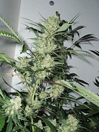 CannaBioGen Leshaze Regular