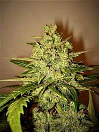 Original Delicatessen Seeds Lilly Feminized
