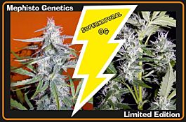 Mephisto Genetics Supernatural OG Auto Feminised