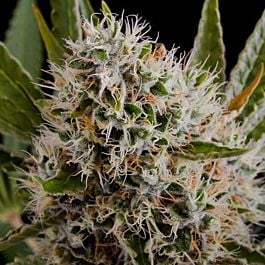 Nirvana Seeds Lithium OG Kush Feminized