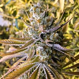 Little Chief Collabs Tangie Ghost Train Feminized