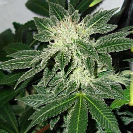 BlimBurn Seeds Littleboy Autoflowering Feminized