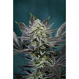 TGA SubCool Genetics Locomotion Regular