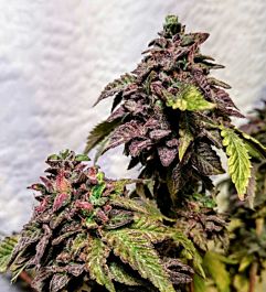 Holy Smoke Seeds London Cookies Regular