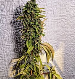 Holy Smoke Seeds London OG Regular