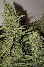 Rare Dankness Seeds Longs Peak Blue Regular