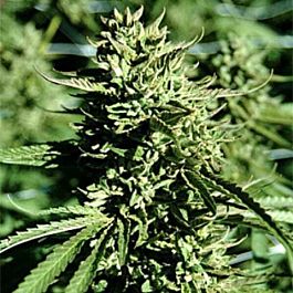 Emerald Triangle Lost Coast OG Regular