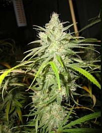 Loud Seeds Loud Dream Feminized