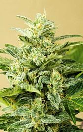 Advanced Seed Banks Auto Low Girl Feminized