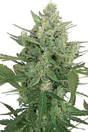 SEEDMAKERS Low Dwarf Auto Feminized