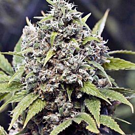 Lowlife Seeds AK Mix Regular
