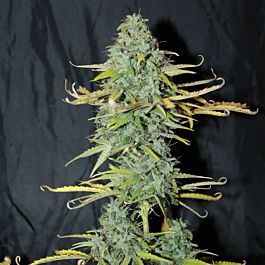 Lowlife Seeds Amnesia Auto Feminized
