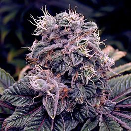 Lowlife Seeds Auto Blueberry Diesel Feminized