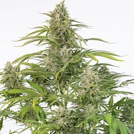 Lowlife Seeds Auto Cheese Feminized