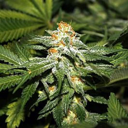 Lowlife Seeds Auto Kush Feminized