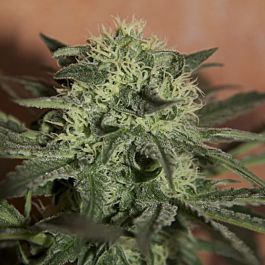 Lowlife Seeds Auto Lemon #2 Feminized