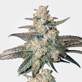 Lowlife Seeds Berry Indica Semi Auto Feminized