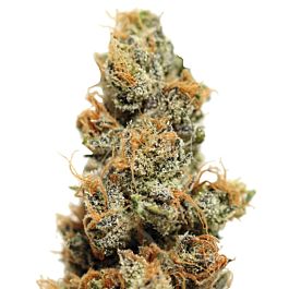 Lowlife Seeds Cheese &amp; Pineapple Feminized