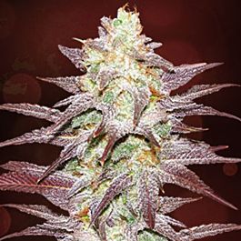 Lowlife Seeds Cranberry Regular