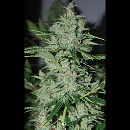 Lowlife Seeds Diesel Auto Feminized