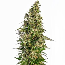 Lowlife Seeds Double Afghan Auto Feminized